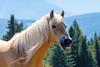 Il cavallo avelignese o Haflinger