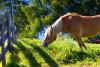 Haflinger Pferd