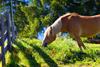 Haflinger Pferd