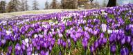 Fioritura dei croci sul pascolo di Meltina