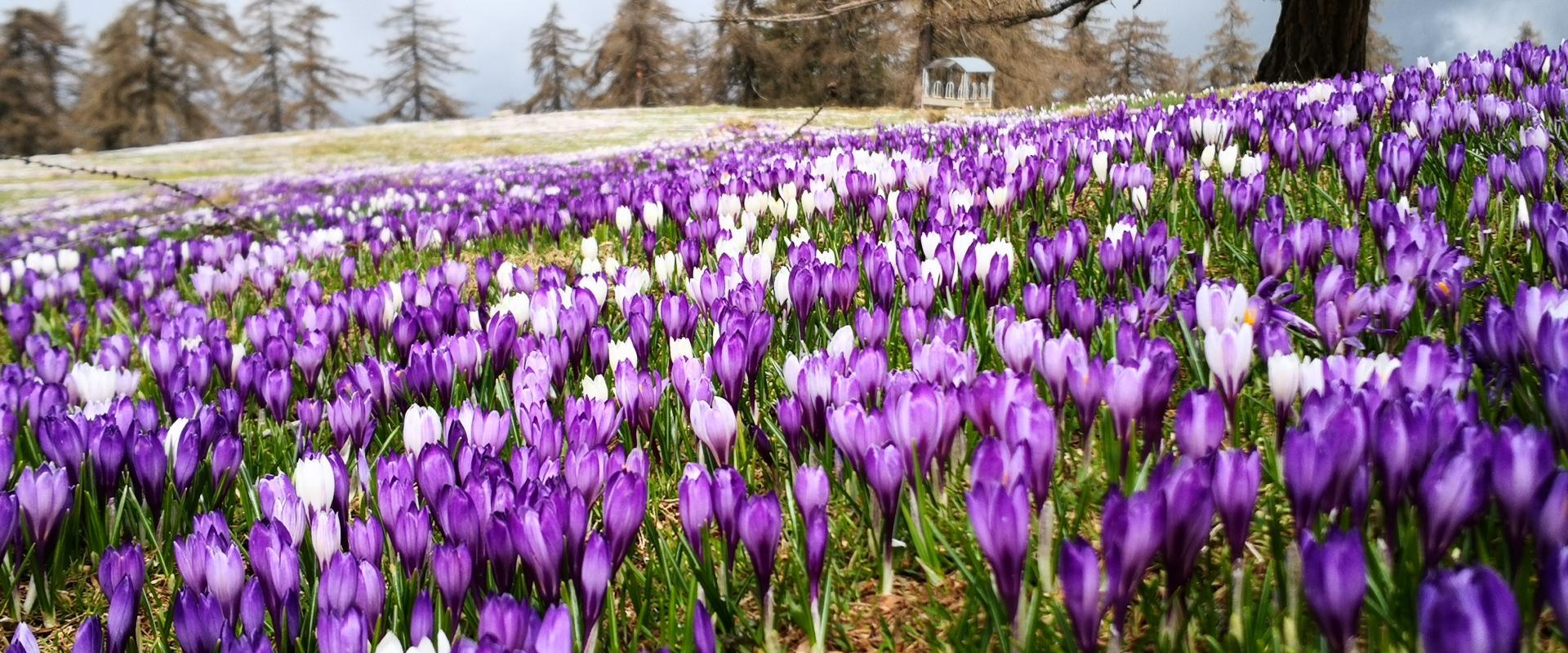 Krokusblüte auf dem Möltner Joch